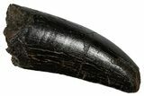 Robust, Serrated Fossil Tyrannosaur Tooth - Two Medicine Fm #335913-1